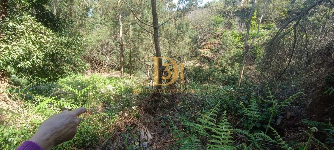 Terreno para Venda em Camacha Foto 6