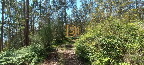 Terreno para Venda em Camacha