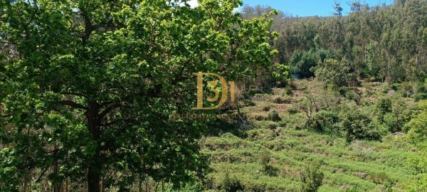 Terreno para Venda em Camacha