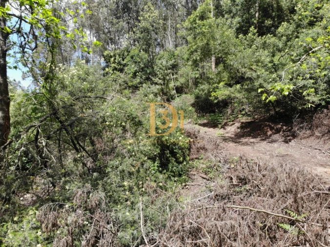 Terreno para Venda em Camacha Foto 4