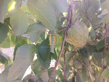 Terreno para Venda em Santana