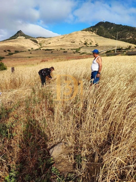 Terreno para Venda em Porto Santo