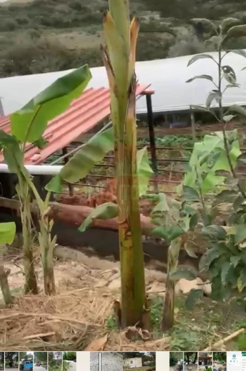 Quinta T0 para Venda em Arranho