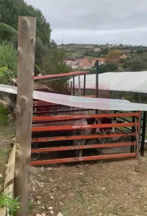 Quinta T0 para Venda em Arranho