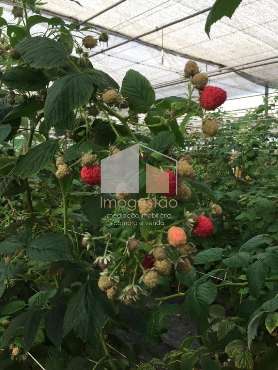 Quinta T0 para Venda em Cerdal Foto 19