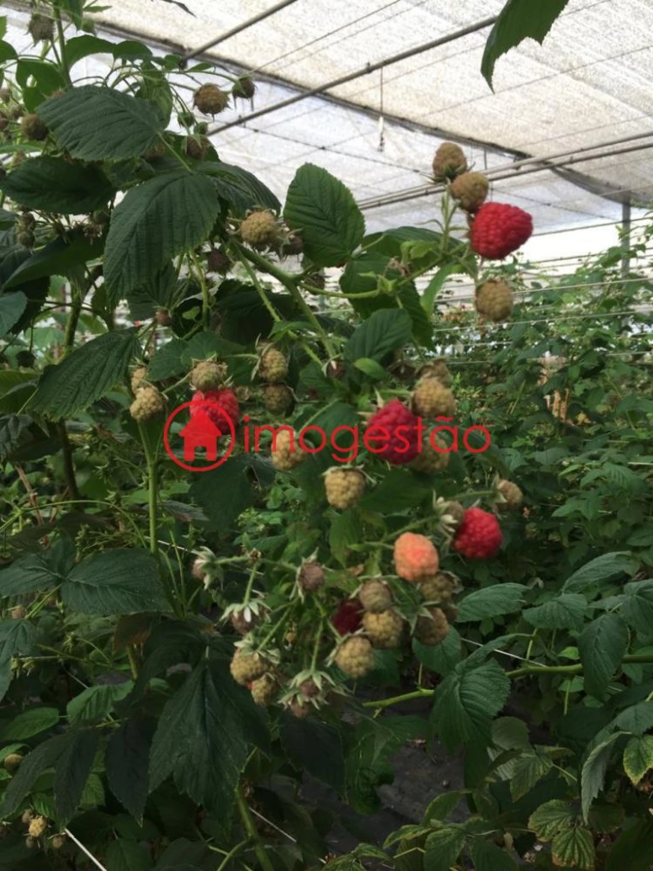 Quinta T0 para Venda em Cerdal Foto 20