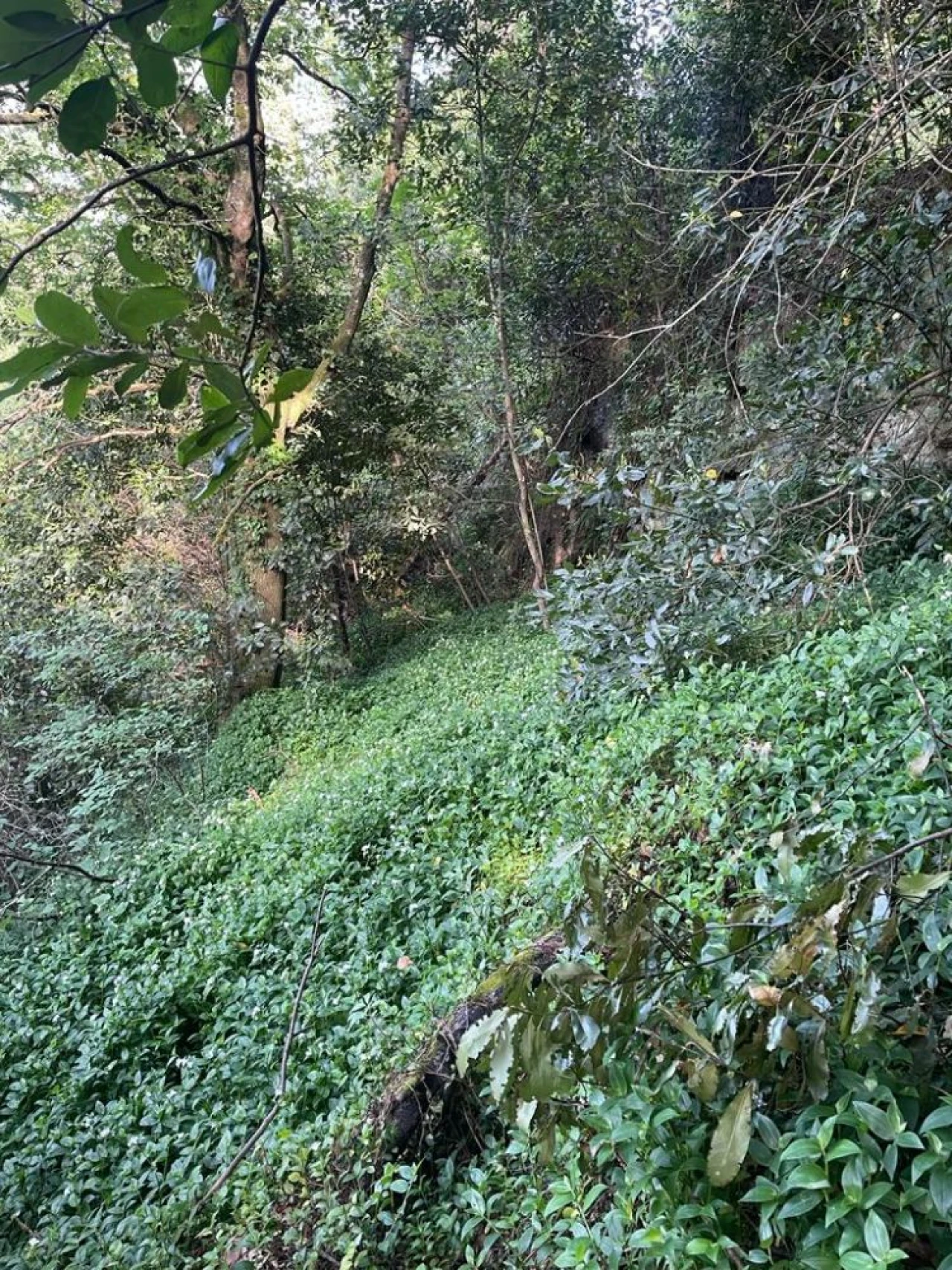Terreno para Venda em Souselo Foto 24