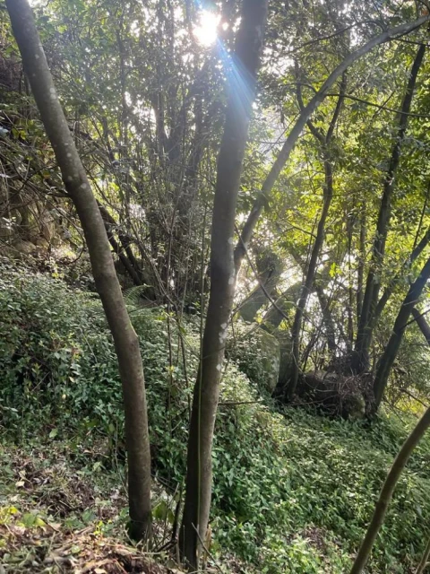 Terreno para Venda em Souselo