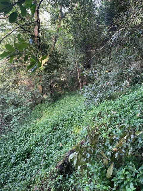 Terreno para Venda em Souselo