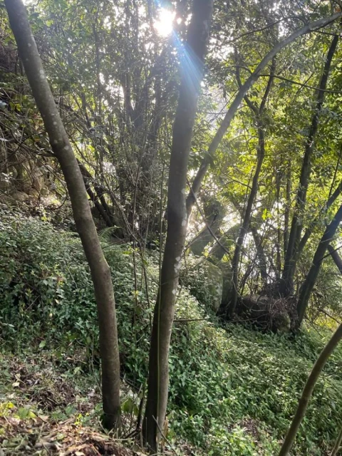 Terreno para Venda em Souselo