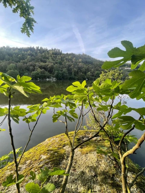 Terreno para Venda em Souselo