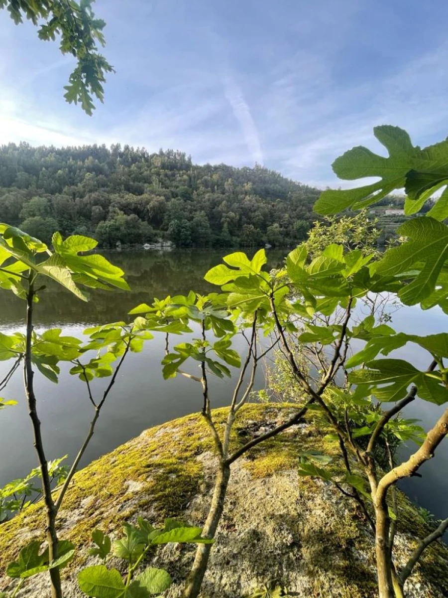 Terreno para Venda em Souselo Foto 32