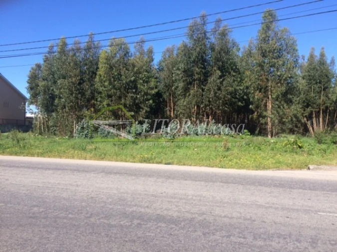 Terreno para Arrendamento em Cacia Foto 3