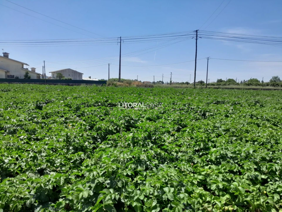 Terreno para Venda em Bustos, Troviscal e Mamarrosa Foto 3