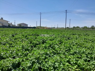 Terreno para Venda em Bustos, Troviscal e Mamarrosa