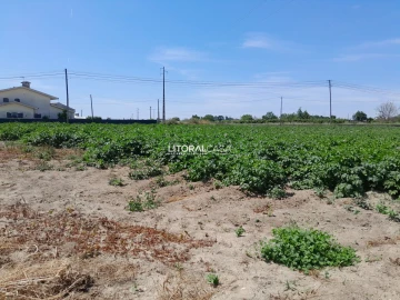 Terreno para Venda em Bustos, Troviscal e Mamarrosa