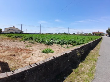Terreno para Venda em Bustos, Troviscal e Mamarrosa