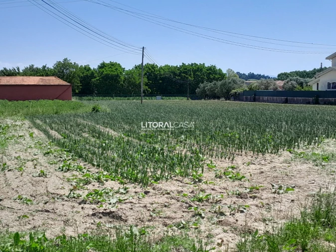 Terreno para Venda em Bustos, Troviscal e Mamarrosa