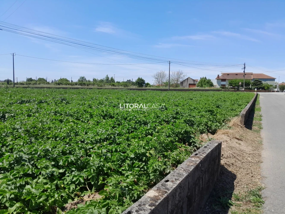 Terreno para Venda em Bustos, Troviscal e Mamarrosa Foto 10