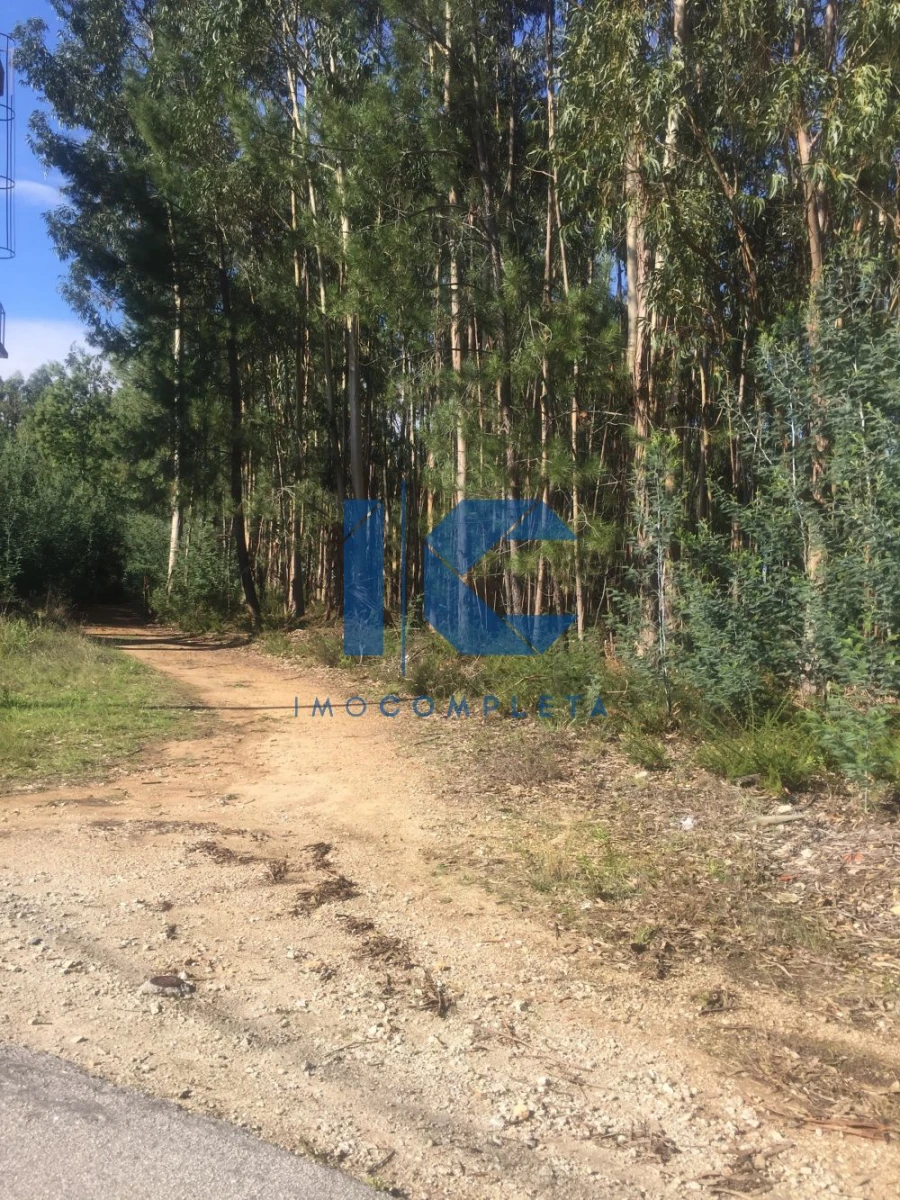 Terreno para Venda em Águeda e Borralha Foto 3
