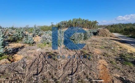 Terreno para Venda em Oliveira do Bairro
