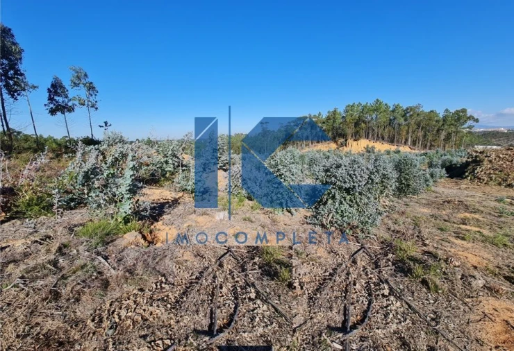 Terreno para Venda em Oliveira do Bairro Foto 4