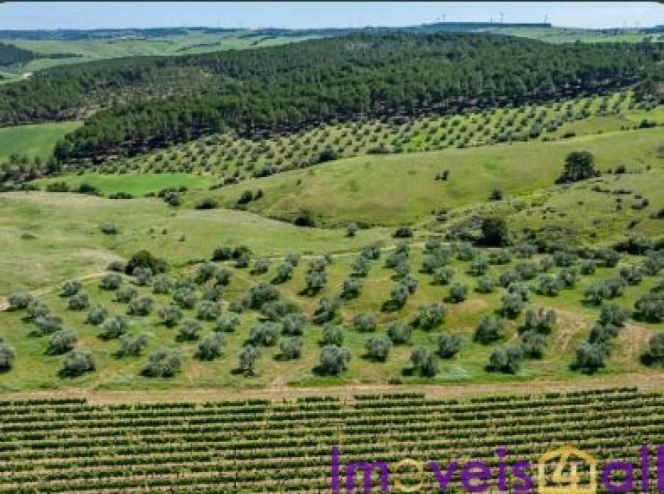 Terreno para Venda em São Pedro da Cadeira Foto 15