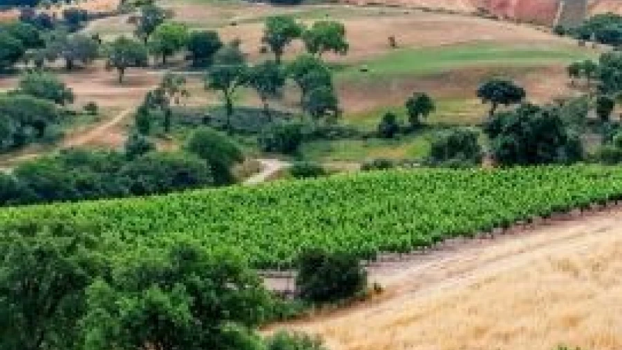 Terreno para Venda em São Pedro da Cadeira