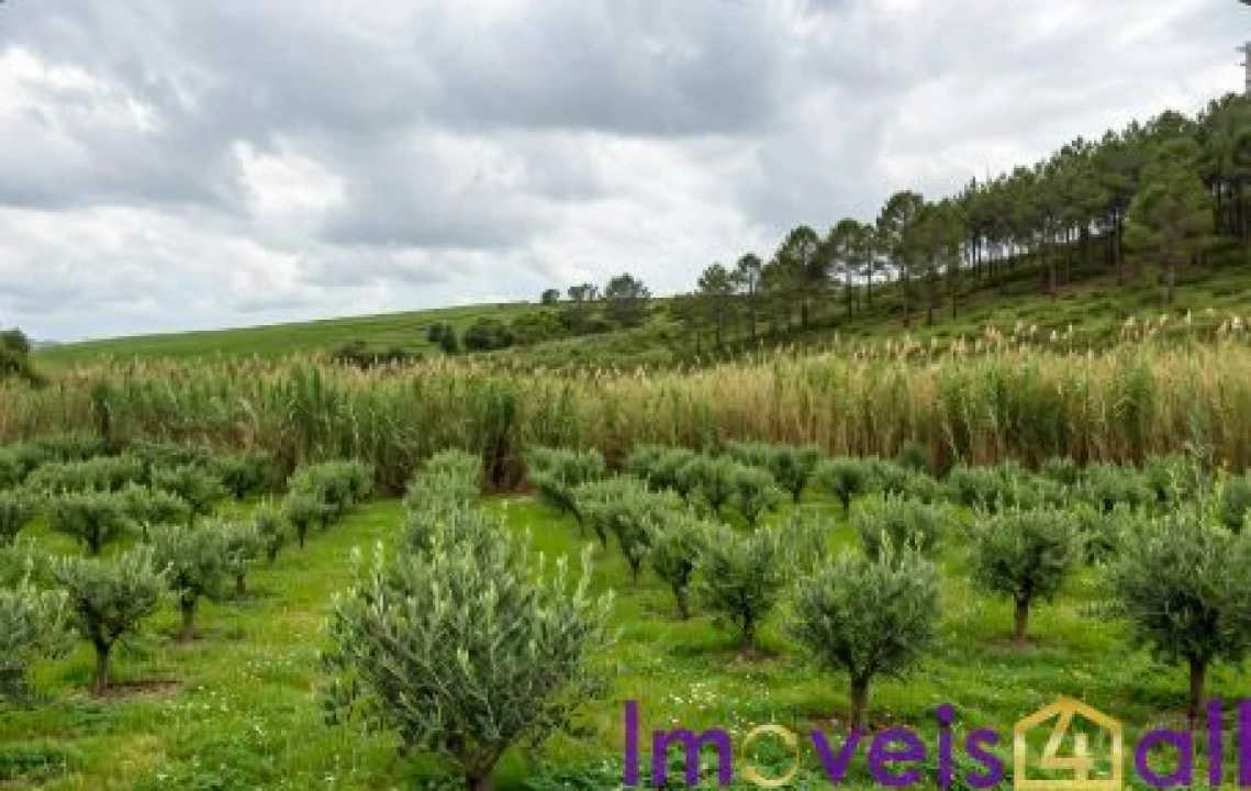Terreno para Venda em São Pedro da Cadeira Foto 7