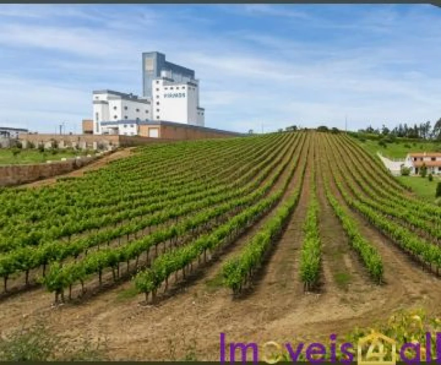 Terreno para Venda em São Pedro da Cadeira Foto 34