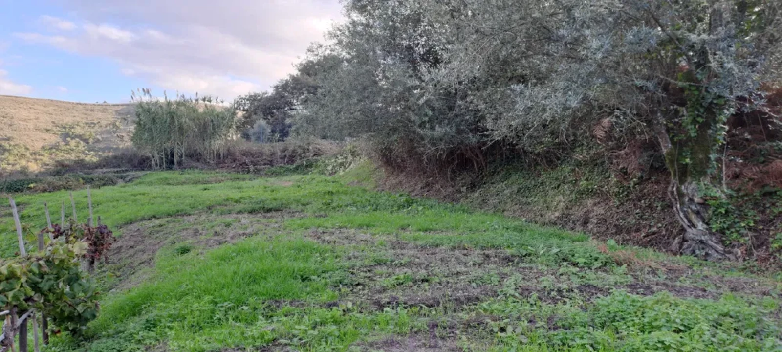 Terreno para Venda em Lousa Foto 6