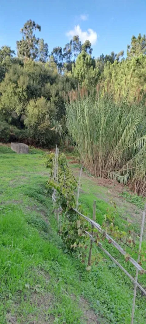 Terreno para Venda em Lousa