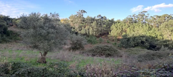 Terreno para Venda em Lousa
