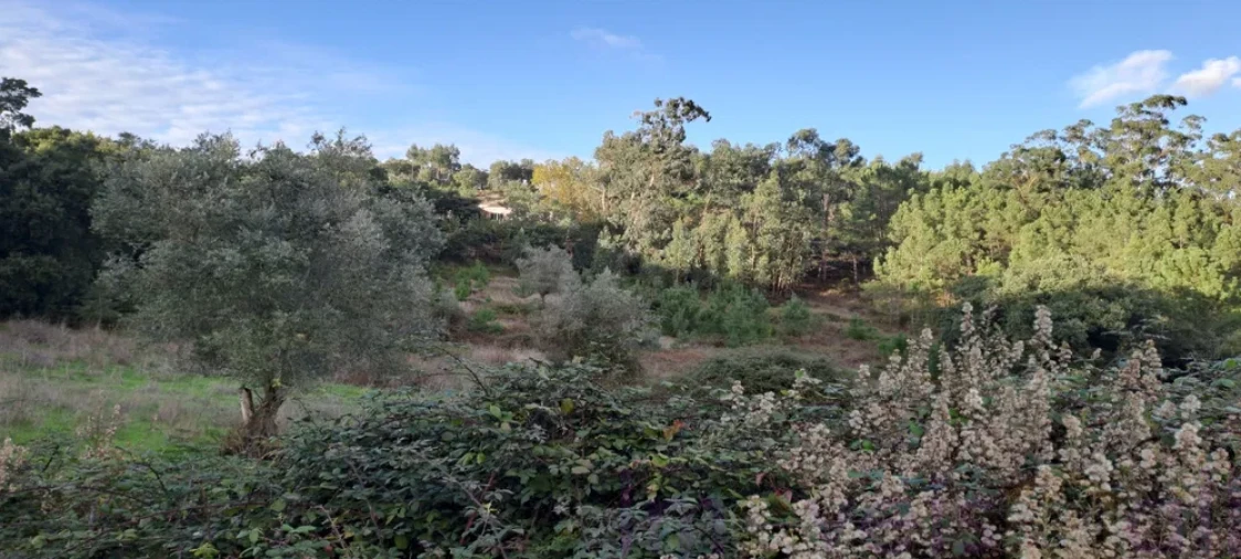 Terreno para Venda em Lousa Foto 2