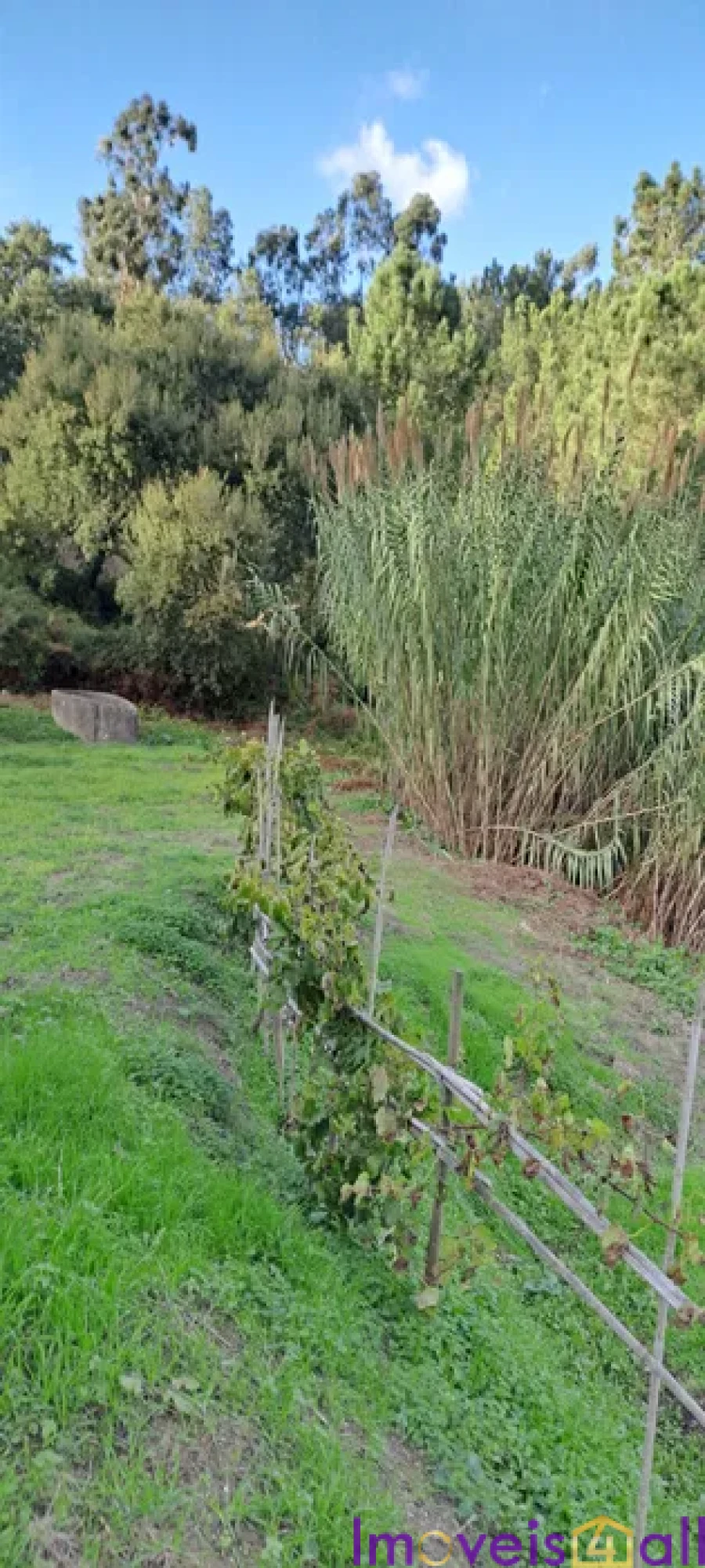 Terreno para Venda em Lousa Foto 8