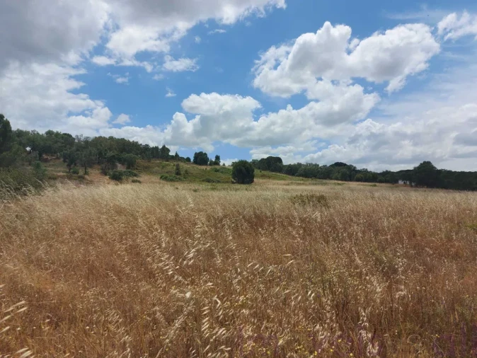 Terreno para Venda em Cabeção Foto 4