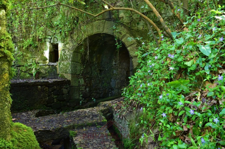 Quinta T7 para Venda em Santa Maria e São Miguel, São Martinho, São Pedro Penaferrim Foto 4