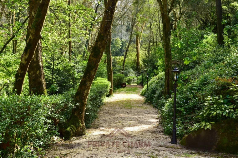 Quinta T7 para Venda em Santa Maria e São Miguel, São Martinho, São Pedro Penaferrim Foto 21