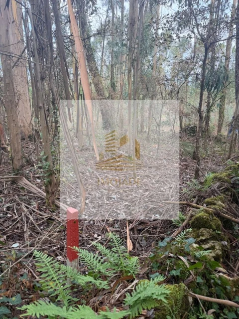 Terreno para Venda em São Mamede