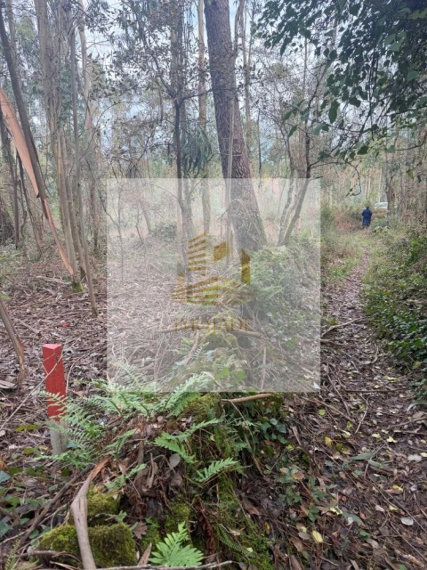 Terreno para Venda em São Mamede