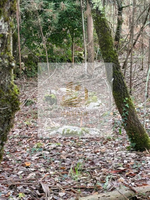 Terreno para Venda em São Mamede