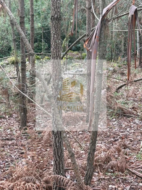 Terreno para Venda em São Mamede