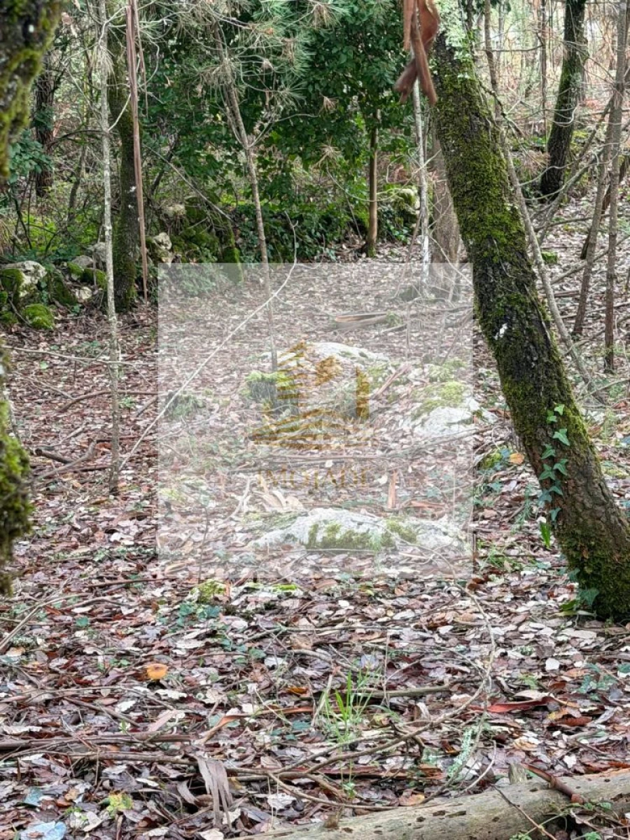 Terreno para Venda em São Mamede Foto 2