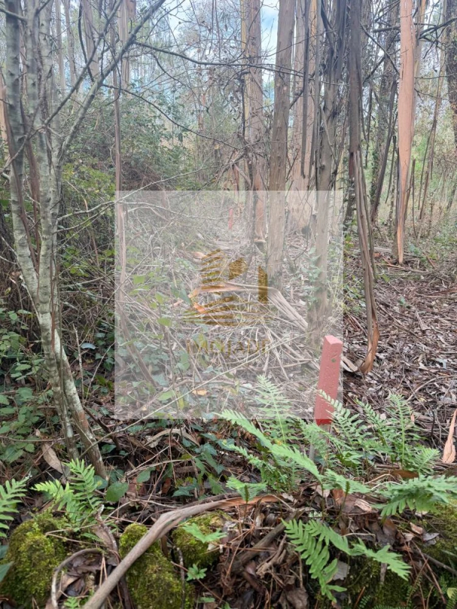 Terreno para Venda em São Mamede Foto 8