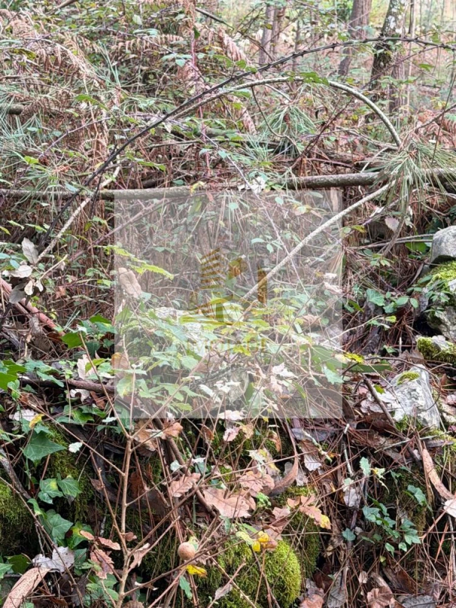 Terreno para Venda em São Mamede Foto 6