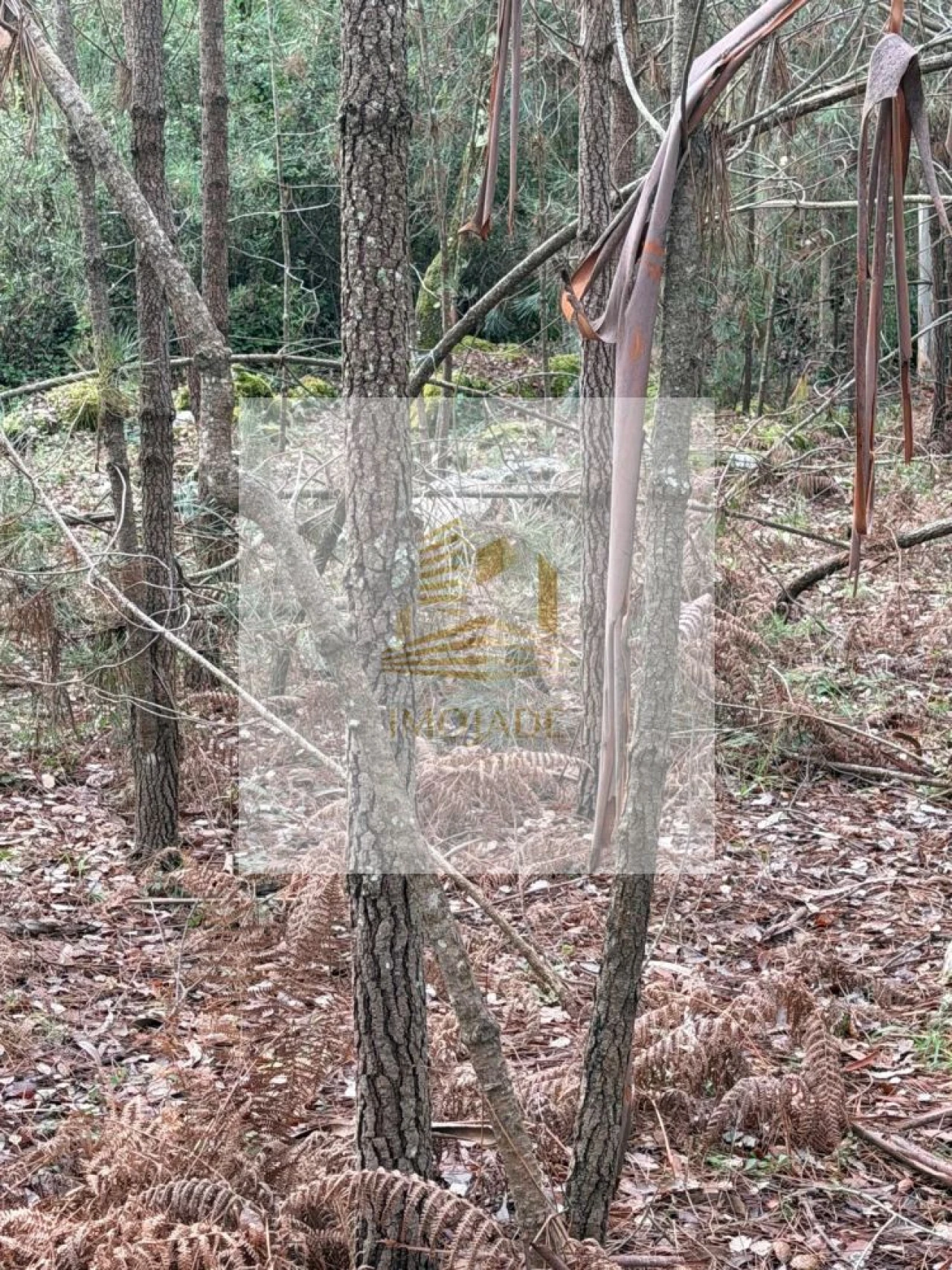 Terreno para Venda em São Mamede Foto 12