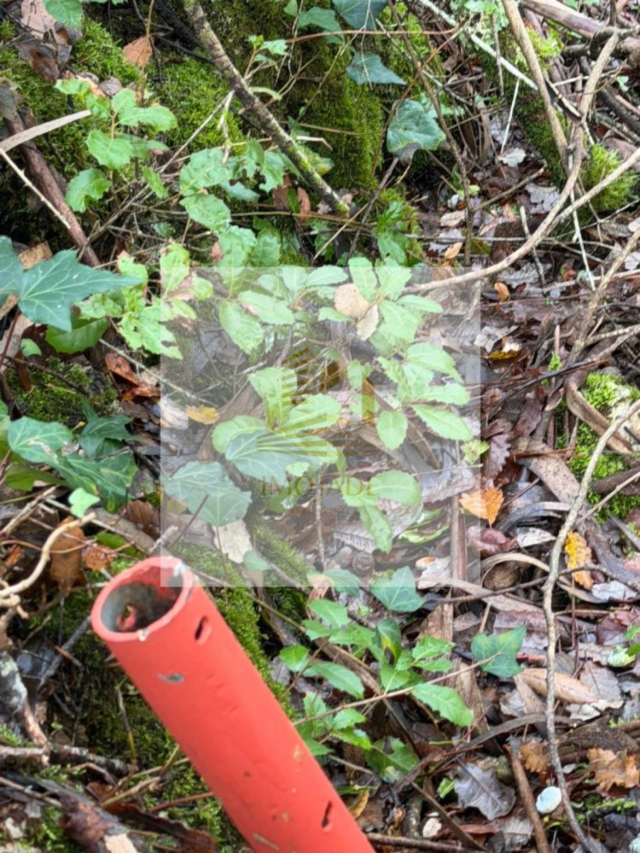 Terreno para Venda em São Mamede Foto 7