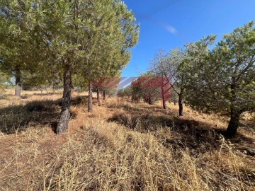 Terreno para Venda em Alcoutim e Pereiro