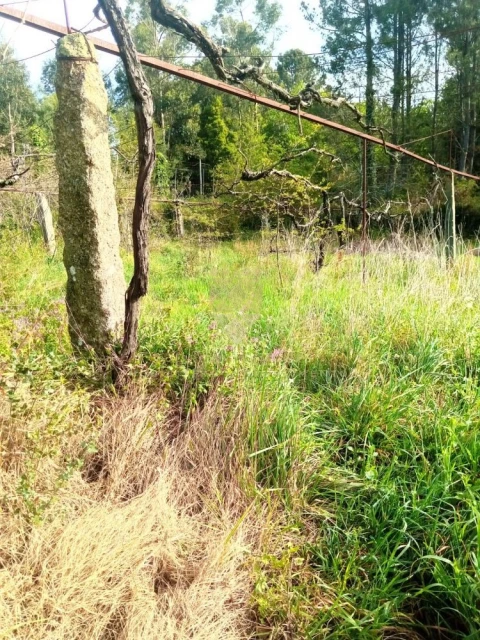 Terreno para Venda em Fonte Arcada