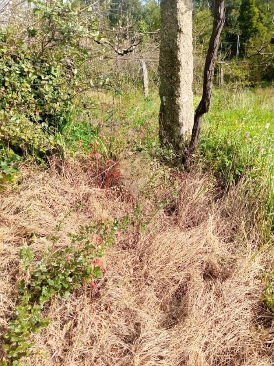 Terreno para Venda em Fonte Arcada Foto 7